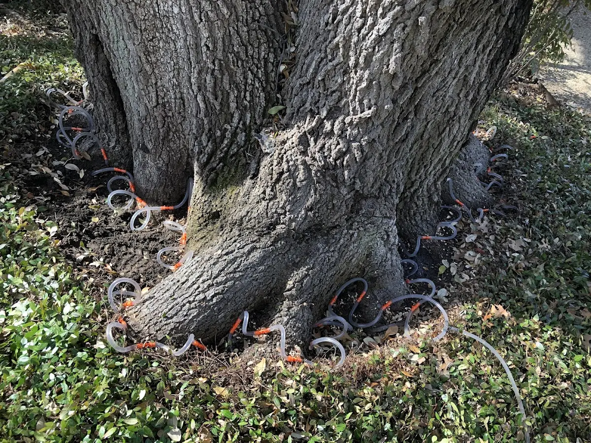 Detailed Tree Cabling and Bracing job site in Damariscotta