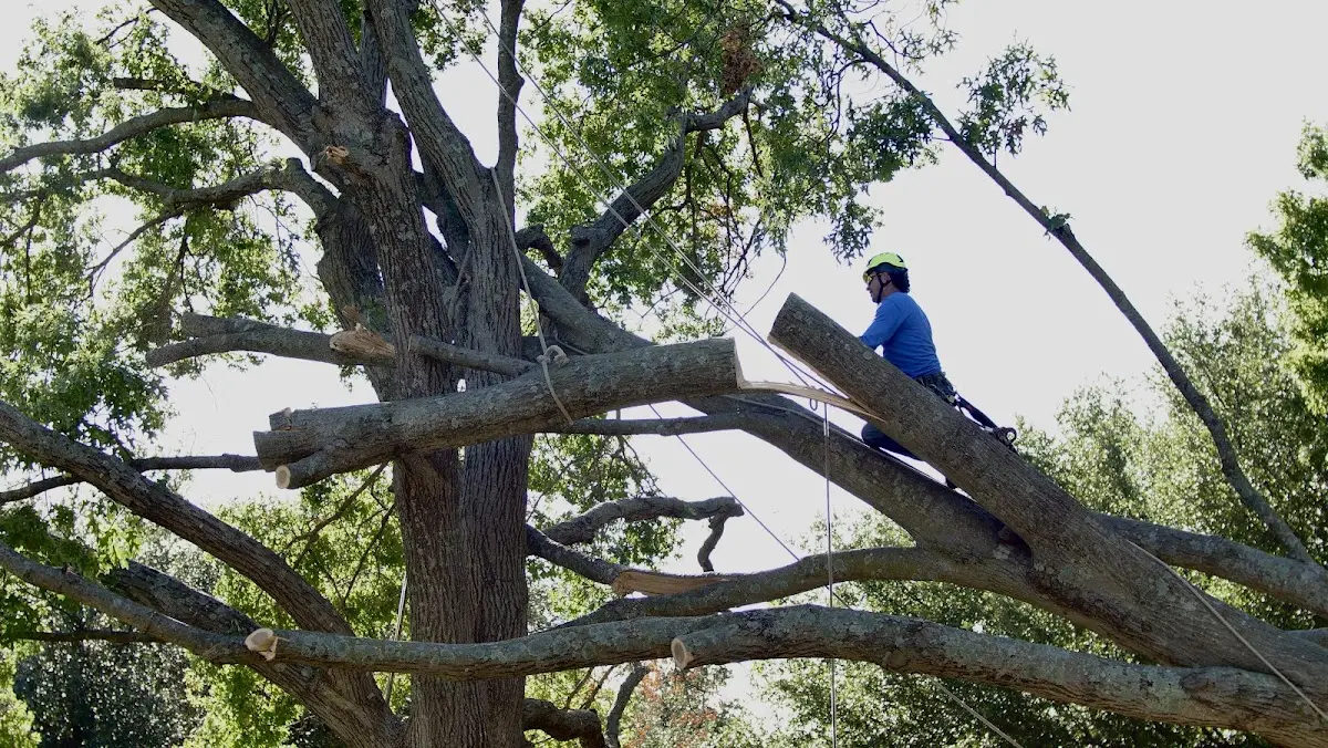 Professional Crown Thinning performed by certified arborists in Damariscotta