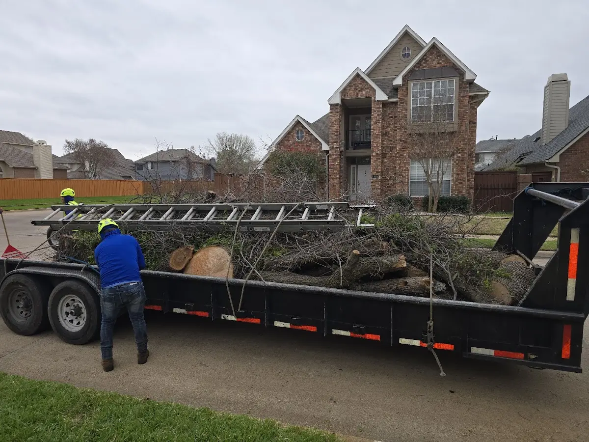 Expert Tree Pest Control with proper safety equipment in Damariscotta